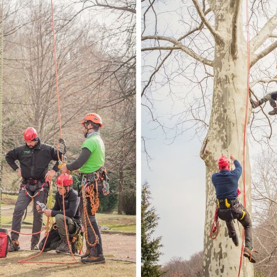 Corsi Tree climbing